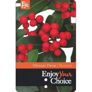 Skimmia (Skimmia Japonica “Olympic Flame”) heester - 30-40 cm (C4.5) - 9 stuks