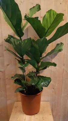 Ficus Lyrata 70cm hoog twee stelen kamerplant - Warentuin natuurlijk