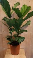 Ficus Lyrata 70cm hoog twee stelen kamerplant - Warentuin natuurlijk
