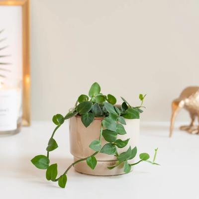 Rhaphidophora Hayi - P9