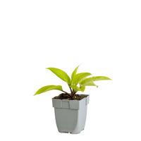 Hosta Purple Heart vaste plant Griffioen - Griffioen