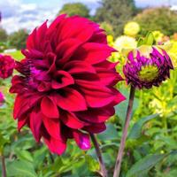 Flowerbulbs Amsterdam - 24 dahlia heatwave knollen voor 4 m², grote dieprode bloemen