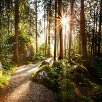 Anna's Collection Buitencanvas bospad 58x58cm