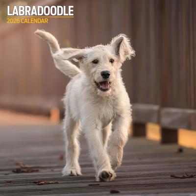 Labradoodle Kalender 2026