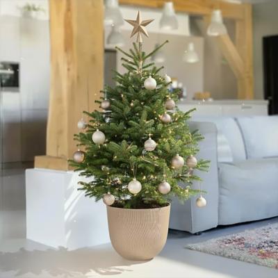 Nordmann Kerstboom - Zonder Kluit - H150 - 175cm