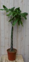 Kamerplant Geldboom op gevlochten stam 120 cm - Warentuin Natuurlijk