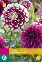 Dahlia blueberry fields JUB 3 bloembollen - Jub