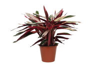 Calathea Triostar (Stromanthe) - 80 cm - Ø19cm Calathea Triostar (Stromanthe) - 80 cm - Ø19cm