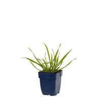 Allium senescens kruidenplant Griffioen - Griffioen