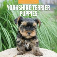 Yorkshire Terrier Puppies Kalender 2026