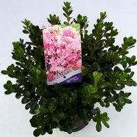 Rododendron (Rhododendron Japonica "Kermesina Rose") heester - 30-35 cm - 1 stuks - thumbnail