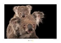 Koala beer Art Print National Geographic 50x70cm - thumbnail