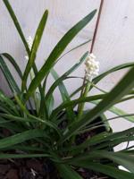 Leliegras wit - Warentuin natuurlijk