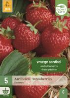 Aardbeienplanten Honeoye