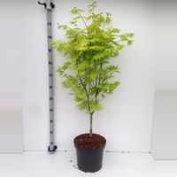 Japanse esdoorn (Acer shirasawanum "Jordan") heester - 70+ cm - 5 stuks - thumbnail