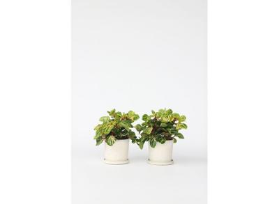 Iresine Herbstii 'Rich Gold Star' (geel) - set van 2