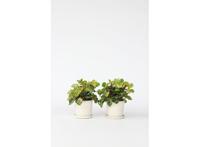 Iresine Herbstii 'Rich Gold Star' (geel) - set van 2