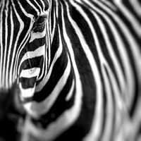 Karo-art Schilderij - Zebra close up , premium print, 3 maten - thumbnail