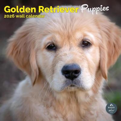 Golden Retriever Puppies Kalender 2026