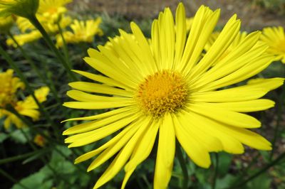 Voorjaars zonnebloem