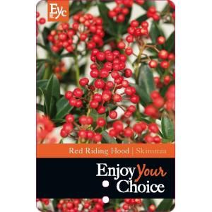 Skimmia (Skimmia Japonica “Red Riding Hood”) heester - 30-40 cm (C4.5) - 9 stuks