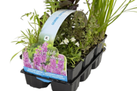 Geurende planten in sixpack