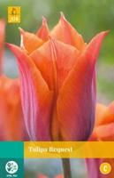 Tulipa Request - Jub