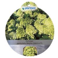 Hortensia Paniculata Mojito - Warentuin natuurlijk