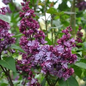 Sering (syringa vulgaris "Adelaide Dunbar")