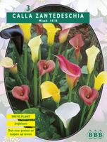 Zomer Bloembollen Calla Zantedeschia Gemengd per 3 - Baltus