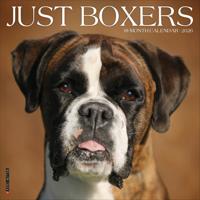 Boxer Kalender 2026