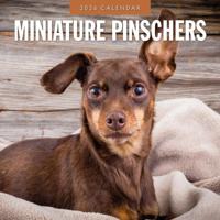 Miniatuur Pinscher Kalender 2026
