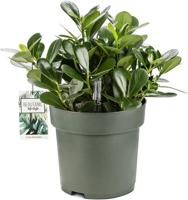 Clusia Green Magic Potmaat 27 H60-70 kamerplant Beautanic Lifestyle - Beautanic lifestyle