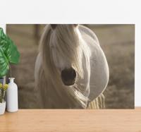 Andere dieren schilderij op canvas Wit gezicht paard