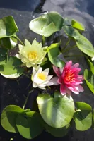 Waterplant Nymphaea Trio