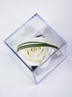 Witte eeuwige roos in acrylbox | Long life roos