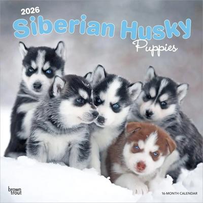 Siberian Husky Puppies Kalender 2026