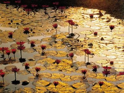 Kunstdruk Bruno Baumann - Lotus Pond 80x60cm