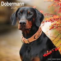 Dobermann Kalender 2026
