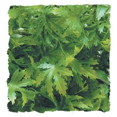 Zoo Med Zoo Med Medium Cannabis