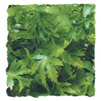 Zoo Med Zoo Med Medium Cannabis