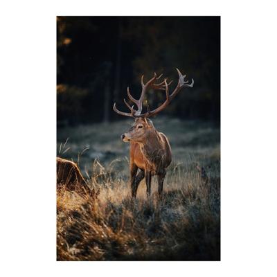 Glasschilderij - Edelhert - 120 x 80 cm Glasschilderij - Edelhert - 120 x 80 cm