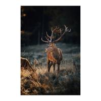 Glasschilderij - Edelhert - 120 x 80 cm