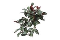Tradescantia 50x30x23 cm groen Countryfield - Countryfield