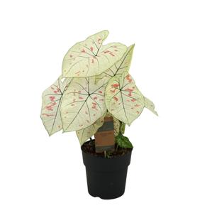 Caladium Strawberry Star - 60cm - Ø21cm