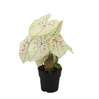 Caladium Strawberry Star - 60cm - Ø21cm