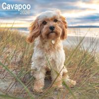 Cavapoo Kalender 2026