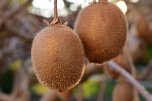 Kiwiplant &apos;Atlas&apos;