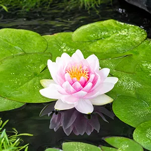 Roze waterlelie / Nymphaea ‘M’d Wilfron Gonnere’