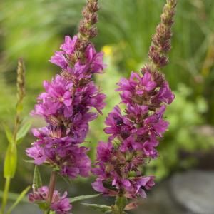 Grote kattenstaart (Lythrum salicaria) moerasplant - 6 stuks